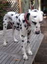 chien Un Dalmatien prêt pour Halloween