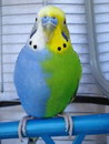 oiseau Une perruche bleue et verte