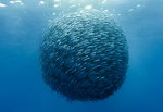 poisson banc Ballon de maquereaux