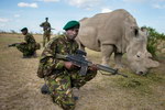 corps Des gardes du corps protègent un rhinocéros blanc du Nord 