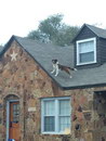 toit chien Chien de garde sur le toit