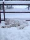 chien neige Ce chien adore la neige