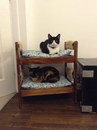 superpose lit Un lit superposé pour chats