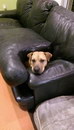 coussin canape Ce chien n'a pas le droit d'aller sur le canapé