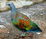 plumage Pigeon de Nicobar