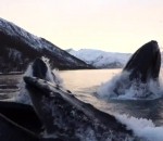 surface bateau 6 baleines à bosses font surface devant deux hommes