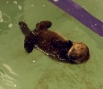 loutre Un bébé loutre apprend à nager