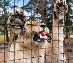 wildlife lion Une cage mobile pour nourrir des lions