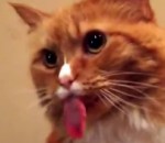 tirer chat Un chat tire la langue au son du scotch