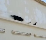 oiseau chat mur Chat vs Pigeon rusé