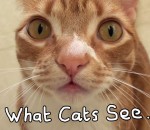 objet vision Ce que voient les chats