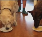 concours nourriture Deux chiens font un concours de bouffe