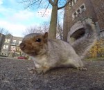 pain Un écureuil vole une caméra