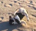 chute gamelle ralenti Un bouledogue court sur le sable