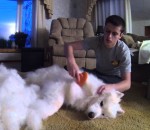 brosser Brosser un chien très poilu