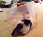 laser pointeur chat Un piège à chat