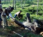 plantation Sauvetage d'un éléphant coincé sur le dos