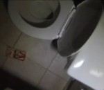 canalisation rat Un rat sort des toilettes