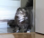 laser chat Troller un chat avec un laser et du cellophane