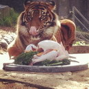 dinde zoo Un tigre mange son repas de Thanksgiving
