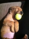 chiot tennis Un chiot s'est endormi avec sa balle de tennis dans la gueule