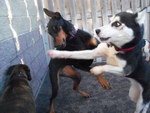 patte chien Combat de boxe entre deux chiens