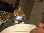 portable Un chat utile tient le téléphone portable