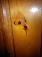 bois Un chien réincarné dans une porte