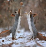 ecureuil noix 2 écureuils vs 1 noix