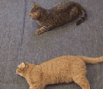 chat queue Un chat fainéant aide son pote