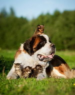 chien chaton saint-bernard Chien du Saint-Bernard protecteur