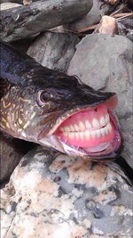 poisson Un poisson avec un dentier