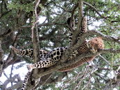 leopard Un léopard a bien mangé