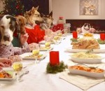 chat chien 13 chiens et 1 chat font un repas de Noël