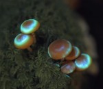 3d projection bioluminescence Bioluminescent Forest