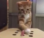 chat patte carton Un chat joue au jeu de la taupe