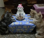 anniversaire gateau Des chats fêtent un anniversaire