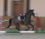 cavalier Un cheval fait du saut d'obstacles en solo