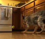 chien balle motion Un chien joue à la balle près d'un four