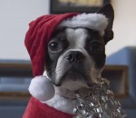 roomba chien Chien de Noël sur un roomba
