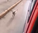 poursuite Un chien poursuit une ambulance qui transporte son maître