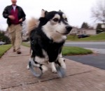 patte Un chien court grâce à des prothèses imprimées en 3D