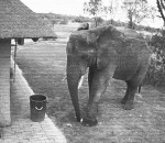 ordure poubelle Un éléphant ramasse les ordures