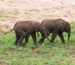 elephant  Des éléphanteaux jumeaux