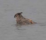 oiseau rapace lac Hibou nageur