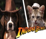chaton chiot Indiana Bones et les Aventuriers de l'Aboiement Perdu
