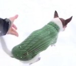 chien neige Pourquoi les chihuahuas ne courent pas dans la neige ?