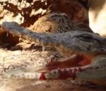 oiseau gueule Oiseau curieux vs Crocodile