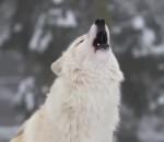loup Comment les loups changent les rivières 