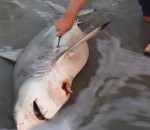 requin Il sauve 3 bébés requins du ventre de leur mère morte